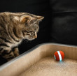 BOT CHEERBLE Mini Ball Interaktivní míč pro kočky