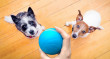 BOT CHEERBLE Wicked Ball Interaktivní míč pro psy
