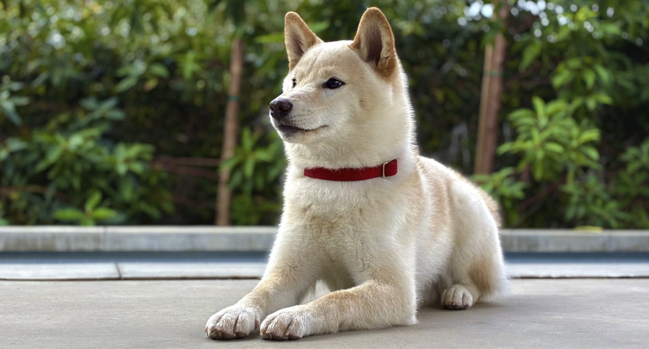 Mobilní telefon Apple iPhone 17e