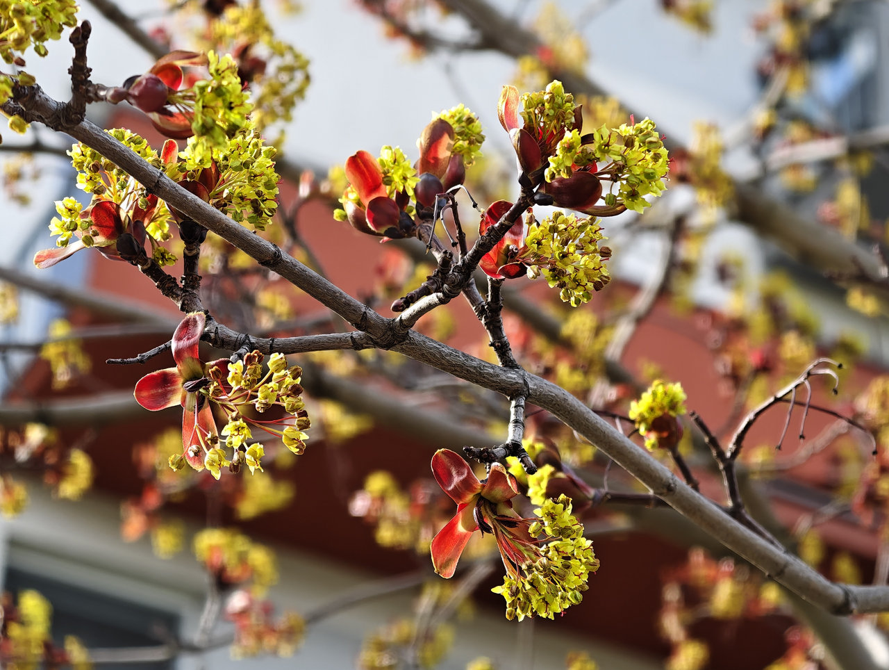 recenze mobilu Vivo X300 Ultra, test foto