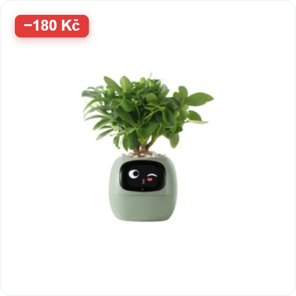 Plantsio Ivy